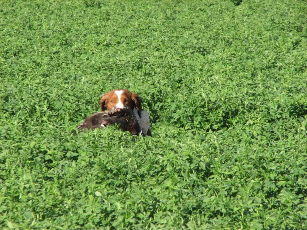 Desert Pheasant Recreation - Arizona Chukar Hunting, Dove Hunting